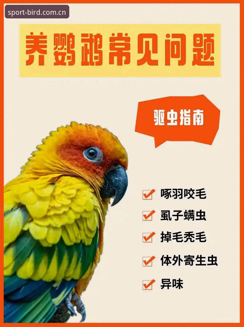 小鸟体育平台安全使用完整指南：从注册到体验的全面解析